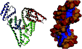 Graphical abstract: Design, synthesis, characterization, cytotoxicity, molecular docking and analysis of binding interactions of novel acetylacetonatopalladium(ii) alanine and valine complexes with CT-DNA and BSA