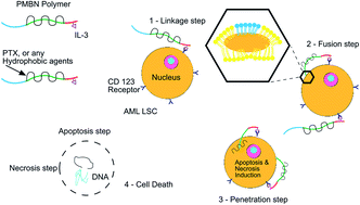 Graphical abstract: Leukemia stem cells, direct targeting of CD123 based on the nano-smart polymer PMBN