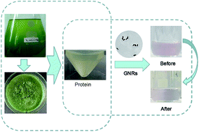 Graphical abstract: Label-free and sensitive detection of microalgae protein using GNRs-based resonance light scattering system