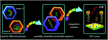 Graphical abstract: Competitive method-based electrochemiluminescent assay with protein–nucleotide conversion for ratio detection to efficiently monitor the drug resistance of cancer cells