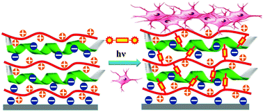 Graphical abstract: Using a biocompatible diazidecrosslinker to fabricate a robust polyelectrolyte multilayer film with enhanced effects on cell proliferation