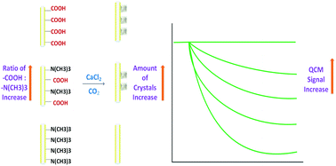 Graphical abstract: Quantitative control of CaCO3 growth on quartz crystal microbalance sensors as a signal amplification method