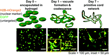 Graphical abstract: Tubulogenesis of co-cultured human iPS-derived endothelial cells and human mesenchymal stem cells in fibrin and gelatin methacrylate gels