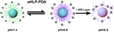 Graphical abstract: Skin-safe photothermal therapy enabled by responsive release of acid-activated membrane-disruptive polymer from polydopamine nanoparticle upon very low laser irradiation