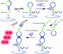 Graphical abstract: Ultrasensitive fluorescence detection of transcription factors based on kisscomplex formation and the T7 RNA polymerase amplification method