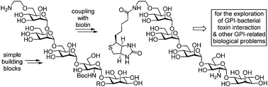 Graphical abstract: Synthesis of biotin-labelled core glycans of GPI anchors and their application in the study of GPI interaction with pore-forming bacterial toxins