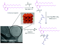 Graphical abstract: Lipidated polymers for the stabilization of cubosomes: nanostructured drug delivery vehicles