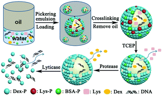 Graphical abstract: Construction of biological hybrid microcapsules with defined permeability towards programmed release of biomacromolecules