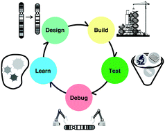 Graphical abstract: Design and chemical synthesis of eukaryotic chromosomes