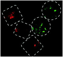 Graphical abstract: An encoded viral micropatch for multiplex cell-based assays through localized gene delivery