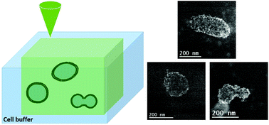 Graphical abstract: Monitoring the dynamics of cell-derived extracellular vesicles at the nanoscale by liquid-cell transmission electron microscopy