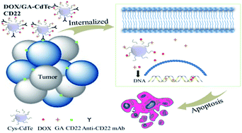 Graphical abstract: Anti-CD22-conjugated CdTe QDs co-loaded with doxorubicin and gambogic acid: a novel platform for lymphoma treatment