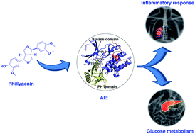 Graphical abstract: Phillygenin attenuates inflammatory responses and influences glucose metabolic parameters by inhibiting Akt activity