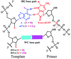 Graphical abstract: The m6A methylation perturbs the Hoogsteen pairing-guided incorporation of an oxidized nucleotide