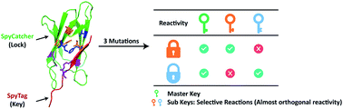 Graphical abstract: Tuning SpyTag–SpyCatcher mutant pairs toward orthogonal reactivity encryption