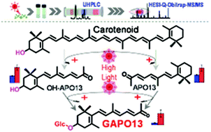 Graphical abstract: An LC-MS profiling method reveals a route for apocarotene glycosylation and shows its induction by high light stress in Arabidopsis