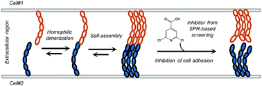 Graphical abstract: Inhibition of homophilic dimerization and disruption of cell adhesion by P-cadherin-specific small molecules from SPR-based assays