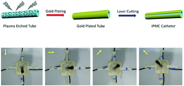 Graphical abstract: A molecular-regulation strategy towards low-voltage driven, multi degree of freedom IPMC catheters