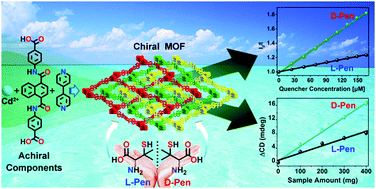 Graphical abstract: A water-stable homochiral luminescent MOF constructed from an achiral acylamide-containing dicarboxylate ligand for enantioselective sensing of penicillamine
