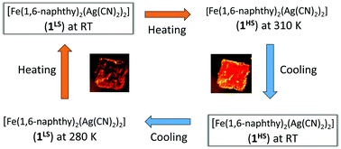 Graphical abstract: Room temperature hysteretic spin crossover in a new cyanoheterometallic framework