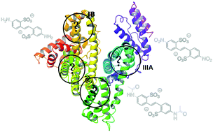 Graphical abstract: Computational simulations determining disulfonic stilbene derivative bioavailability within human serum albumin