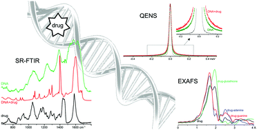 Graphical abstract: Anticancer drug impact on DNA – a study by neutron spectroscopy coupled with synchrotron-based FTIR and EXAFS