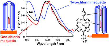 Graphical abstract: A synthetic biological quantum optical system