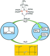 Graphical abstract: CeO2−x nanorods with intrinsic urease-like activity