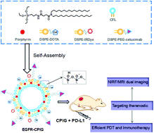 Graphical abstract: EGFR-targeted liposomal nanohybrid cerasomes: theranostic function and immune checkpoint inhibition in a mouse model of colorectal cancer