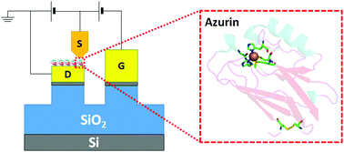 Graphical abstract: Transistor configuration yields energy level control in protein-based junctions