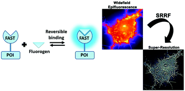Graphical abstract: Live cell super resolution imaging by radial fluctuations using fluorogen binding tags