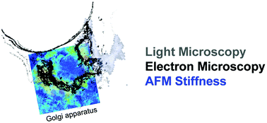 Graphical abstract: Stiffness tomography of eukaryotic intracellular compartments by atomic force microscopy