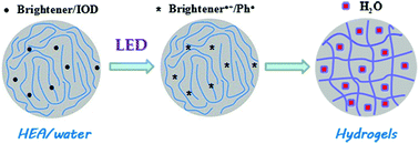 Graphical abstract: Novel applications of fluorescent brighteners in aqueous visible-light photopolymerization: high performance water-based coating and LED-assisted hydrogel synthesis