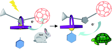 Graphical abstract: Light triggers molecular shuttling in rotaxanes: control over proximity and charge recombination