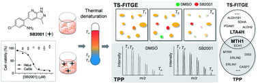 Graphical abstract: Label-free target identification reveals oxidative DNA damage as the mechanism of a selective cytotoxic agent