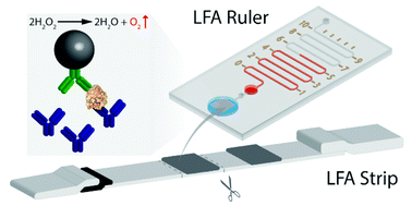 Graphical abstract: Lateral flow assay ruler for quantitative and rapid point-of-care testing