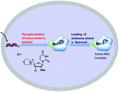 Graphical abstract: 5′-Morpholino modification of the sense strand of an siRNA makes it a more effective passenger
