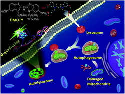 Graphical abstract: Monitoring autophagy in live cells with a fluorescent light-up probe for G-quadruplex structures