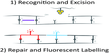Graphical abstract: Simultaneous detection of multiple DNA damage types by multi-colour fluorescent labelling