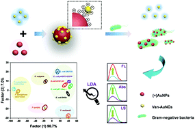 Graphical abstract: Discrimination of antibiotic-resistant Gram-negative bacteria with a novel 3D nano sensing array