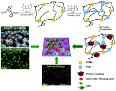 Graphical abstract: Crystallization and biocompatibility enhancement of 3D-printed poly(l-lactide) vascular stents with long chain branching structures