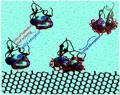 Graphical abstract: Ordered hydration layer mediated ice adsorption of a globular antifreeze protein: mechanistic insight