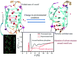 Graphical abstract: Structural properties and influence of solvent on the stability of telomeric four-stranded i-motif DNA