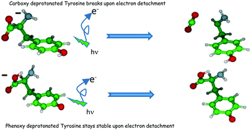 Graphical abstract: Photodetachment of deprotonated aromatic amino acids: stability of the dehydrogenated radical depends on the deprotonation site
