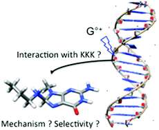 Graphical abstract: Probing interaction of a trilysine peptide with DNA underlying formation of guanine–lysine cross-links: insights from molecular dynamics
