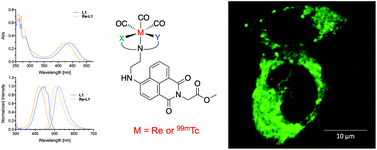Graphical abstract: A study of 99mTc/Re-tricarbonyl complexes of 4-amino-1,8-naphthalimides