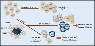 Graphical abstract: Interactive influence of extracellular polymeric substances (EPS) and electrolytes on the colloidal stability of silver nanoparticles