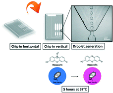 Graphical abstract: Gravity-driven microfluidic assay for digital enumeration of bacteria and for antibiotic susceptibility testing