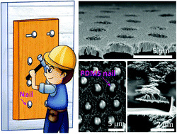 Graphical abstract: High-adhesion vertically aligned gold nanowire stretchable electrodes via a thin-layer soft nailing strategy