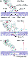Graphical abstract: Revealing the mechanism of DNA passing through graphene and boron nitride nanopores